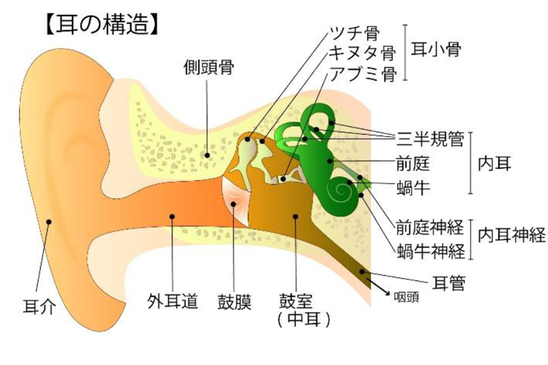 聴覚をコントロールする蝸牛